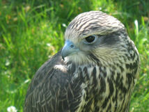 falco cherrug juv